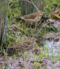 Brockholes Nature Reserve